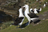 Black-browed Albatross